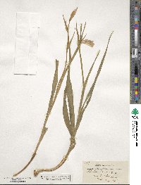 Gladiolus illyricus image