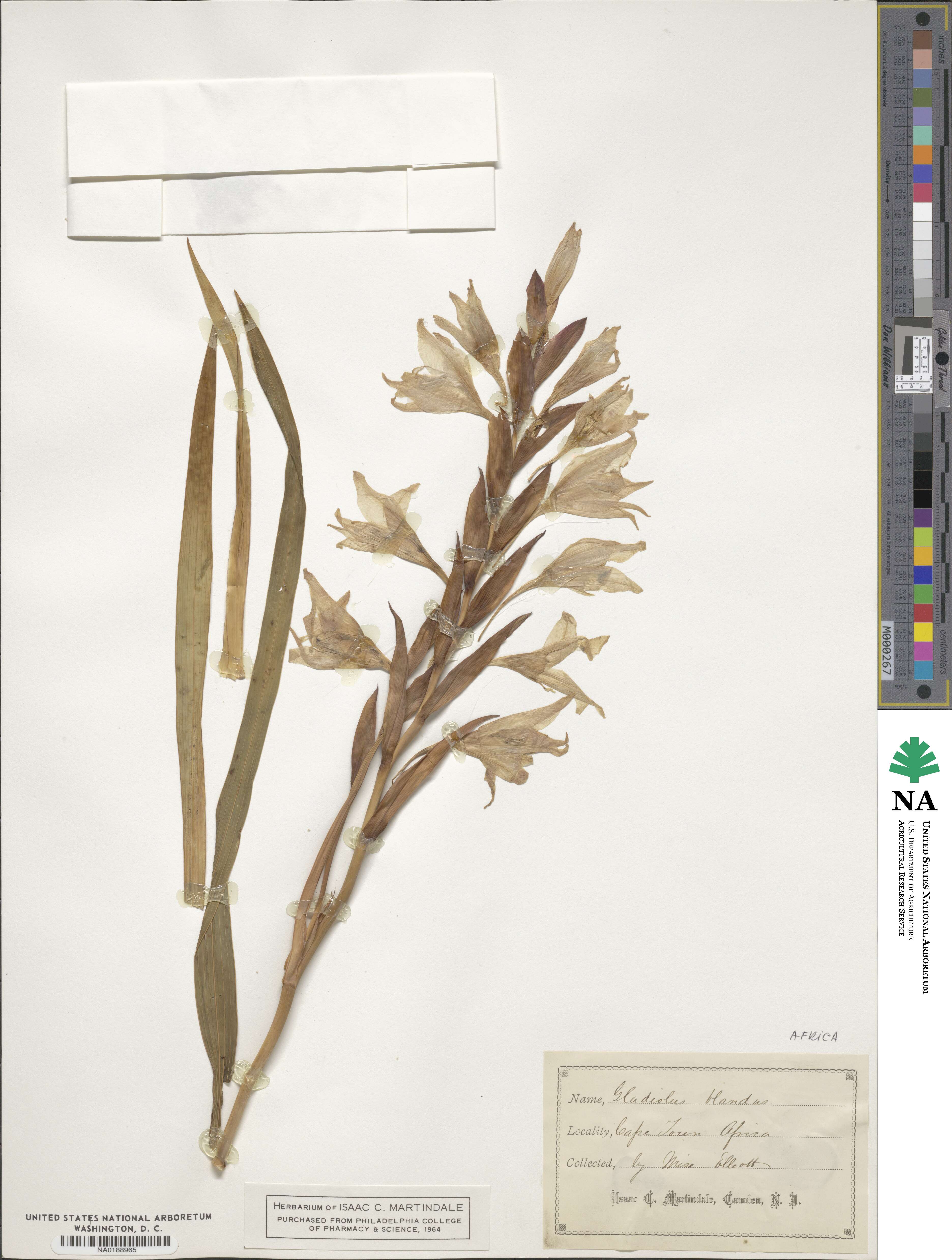 Gladiolus carneus image