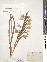 Image of Gladiolus carneus