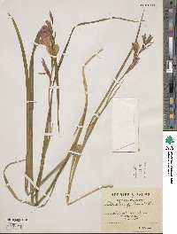 Gladiolus byzantinus image