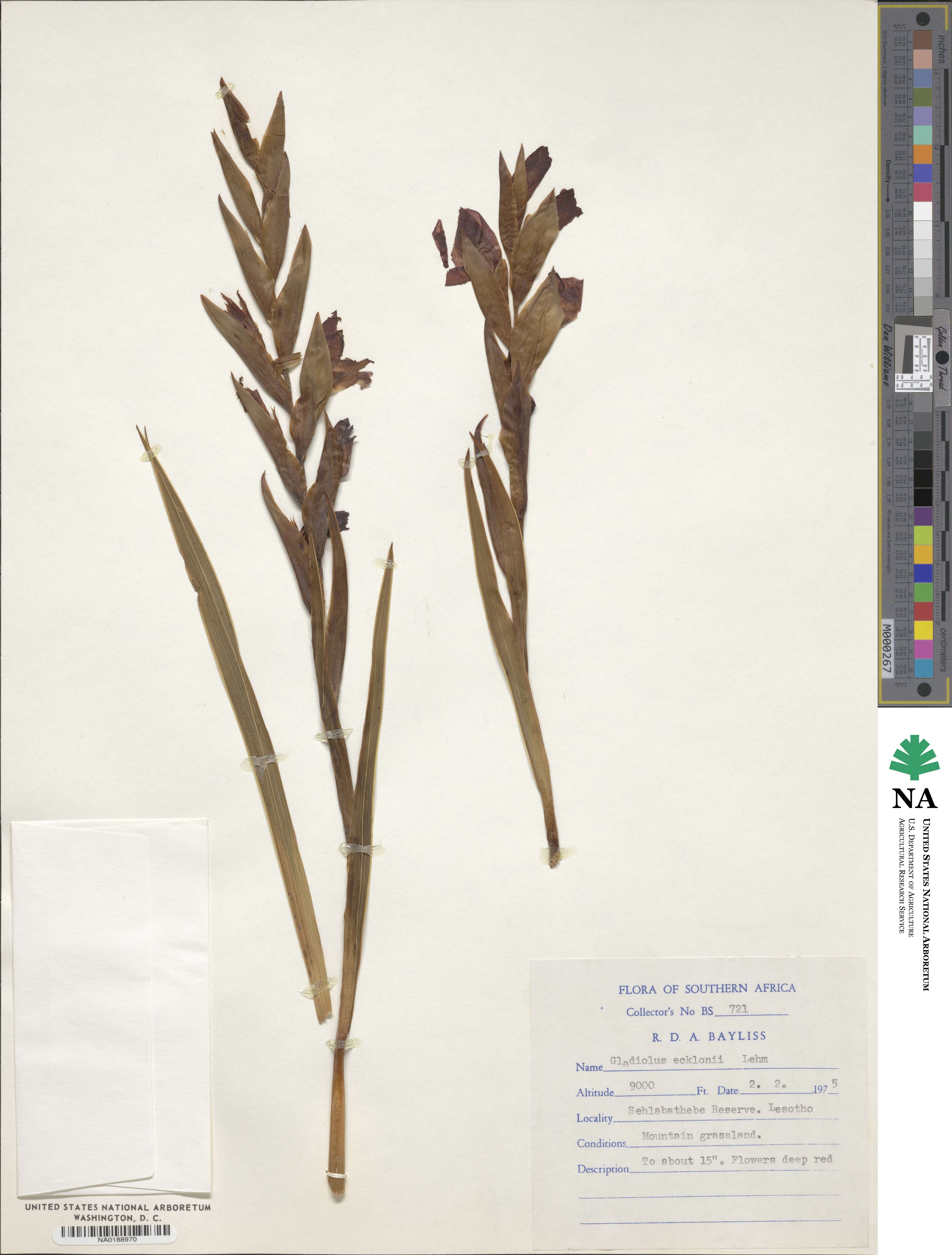 Gladiolus ecklonii image