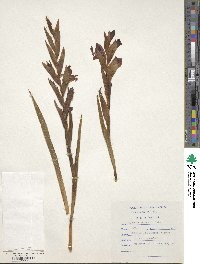 Image of Gladiolus ecklonii