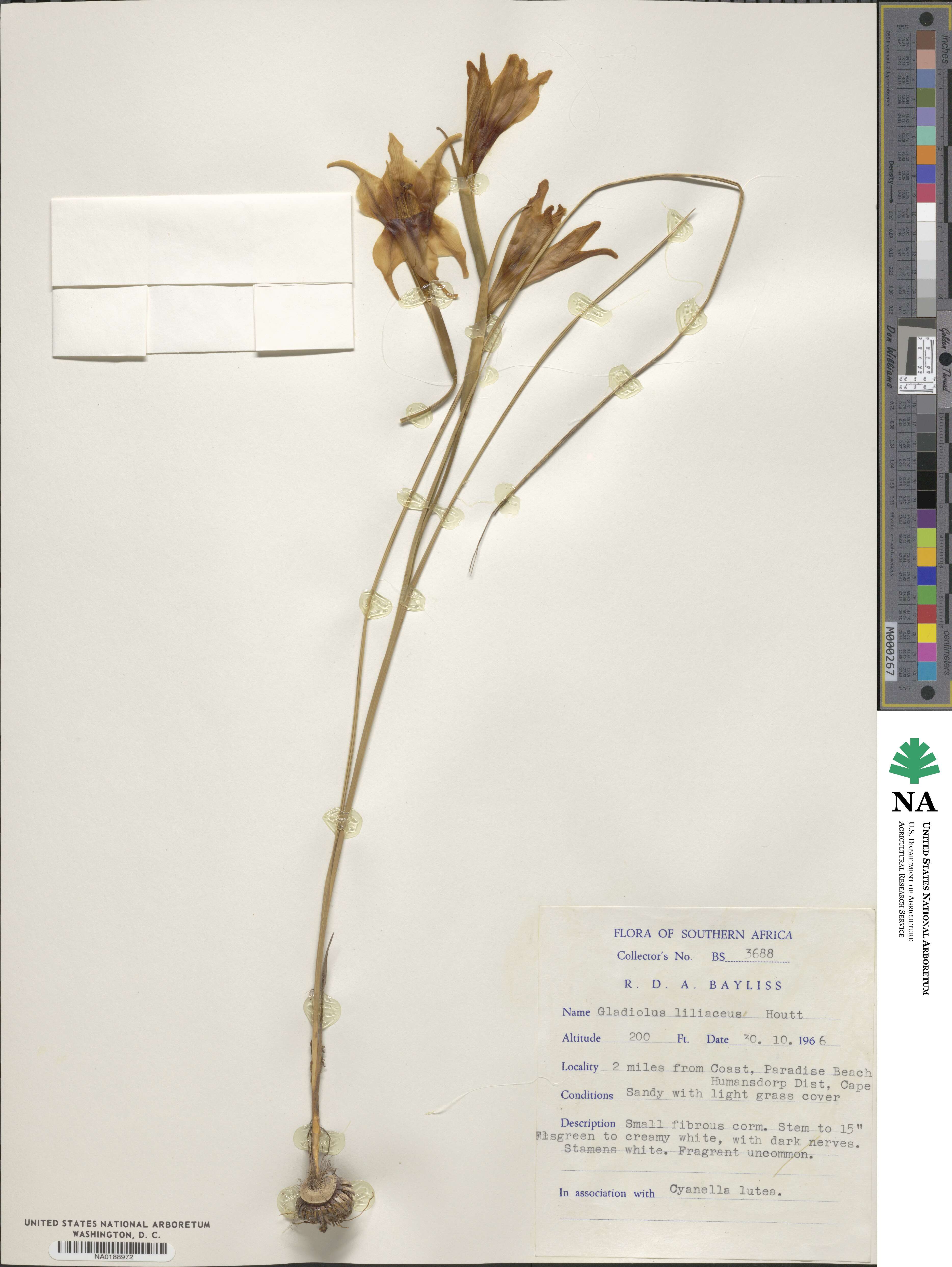 Gladiolus liliaceus image