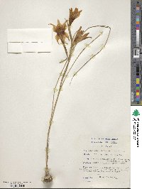 Image of Gladiolus liliaceus