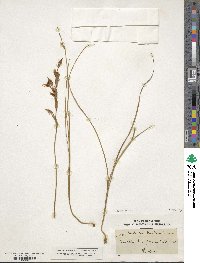 Gladiolus permeabilis image