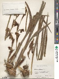 Gladiolus dalenii subsp. dalenii image