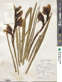 Gladiolus dalenii image