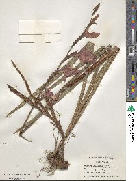 Gladiolus dalenii image