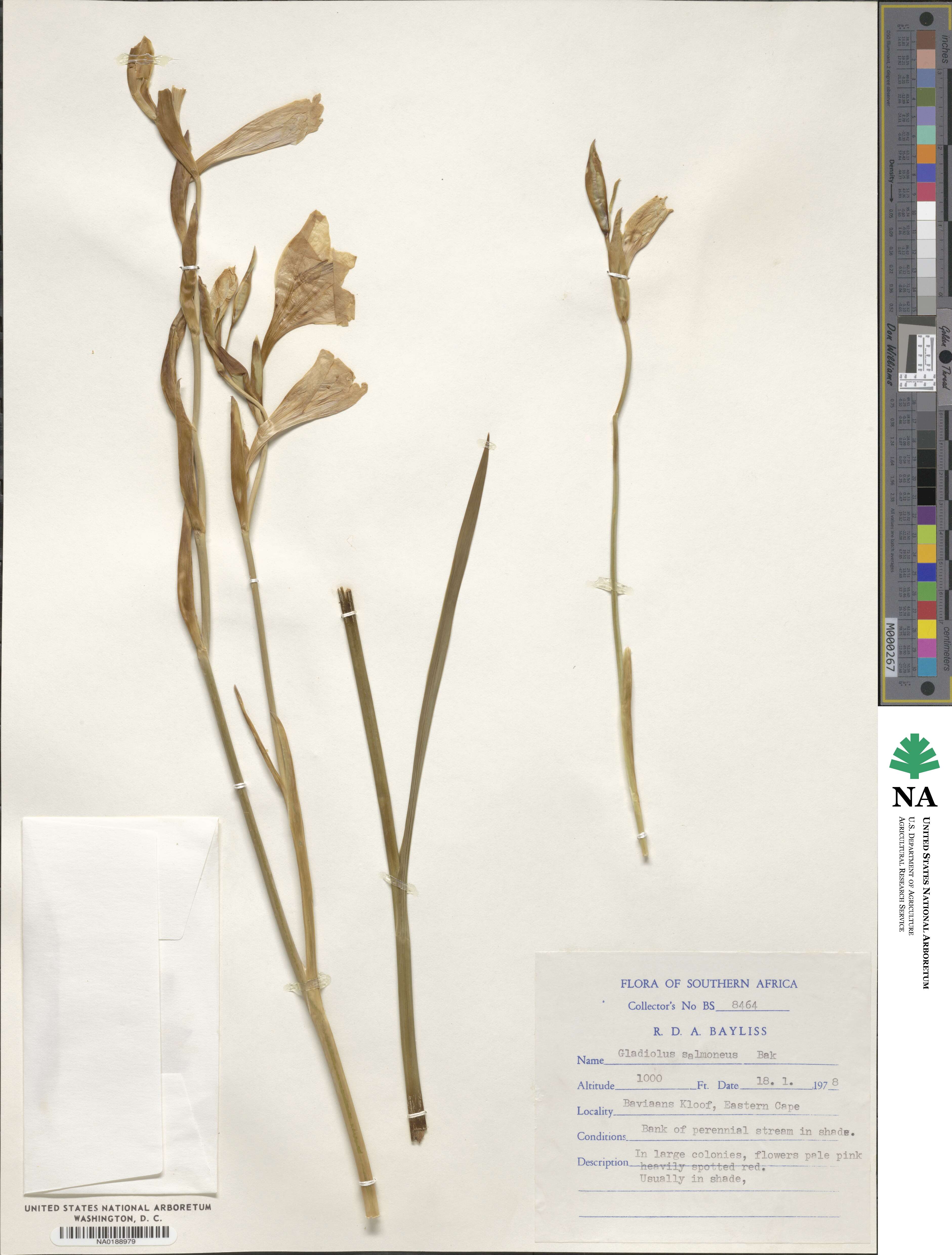 Gladiolus oppositiflorus image