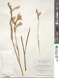 Image of Gladiolus oppositiflorus