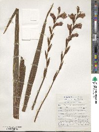 Image of Gladiolus ochroleucus