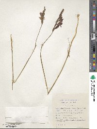 Image of Gladiolus woodii