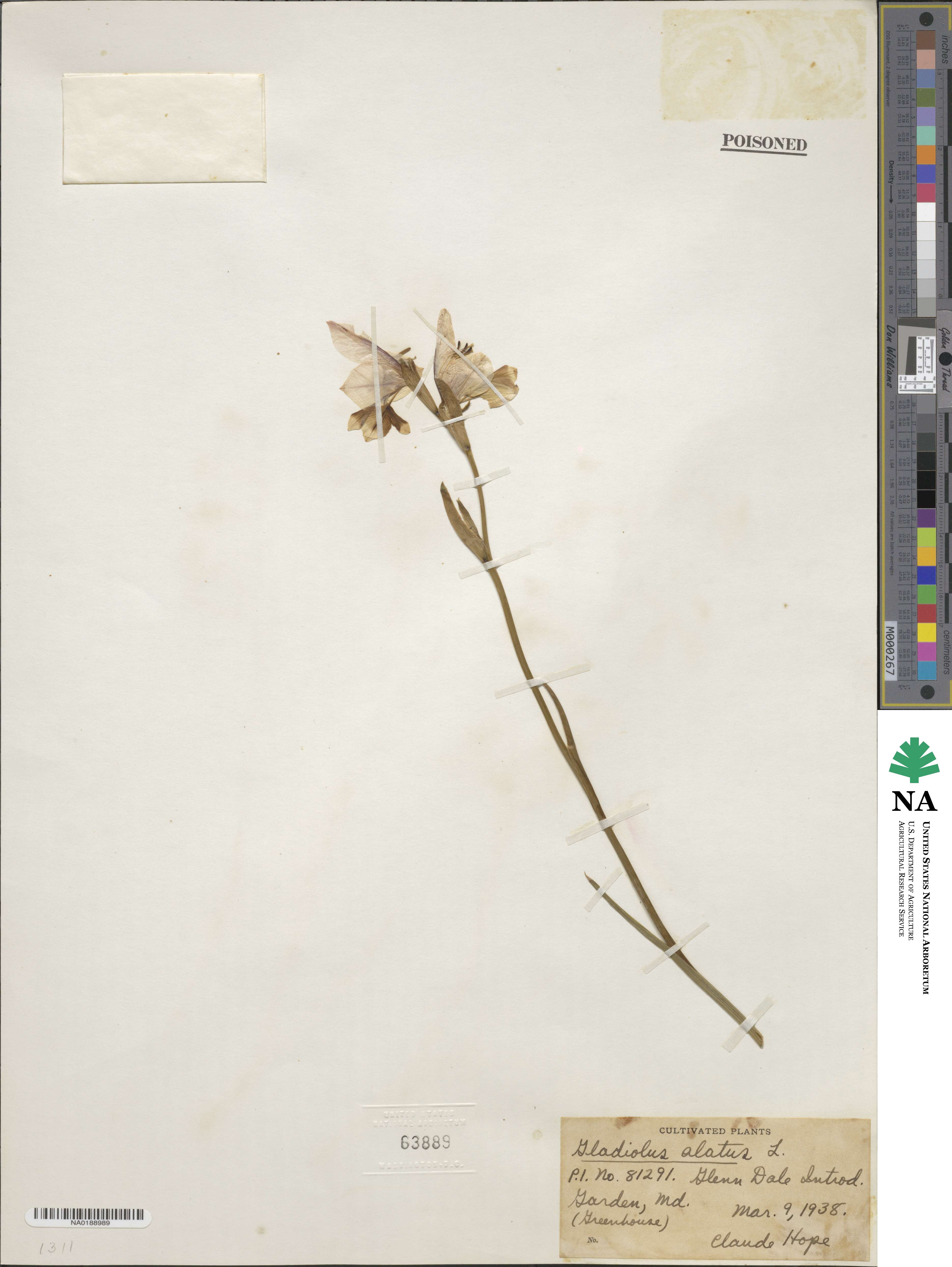 Gladiolus alatus image