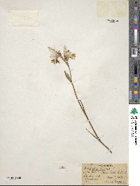 Gladiolus alatus image