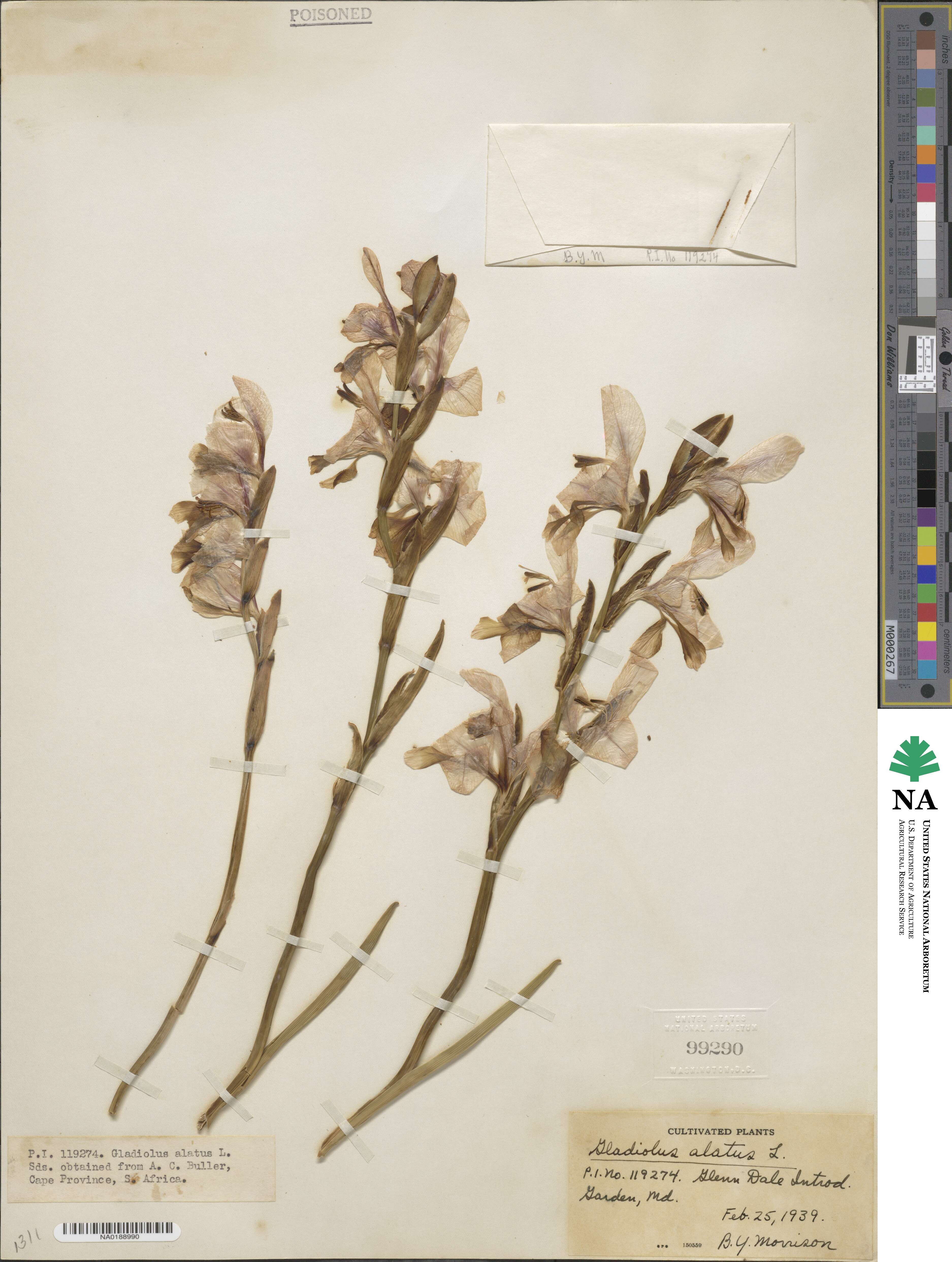 Gladiolus alatus image