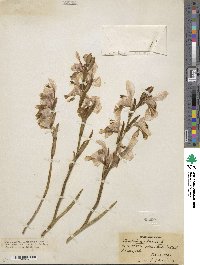 Gladiolus alatus image