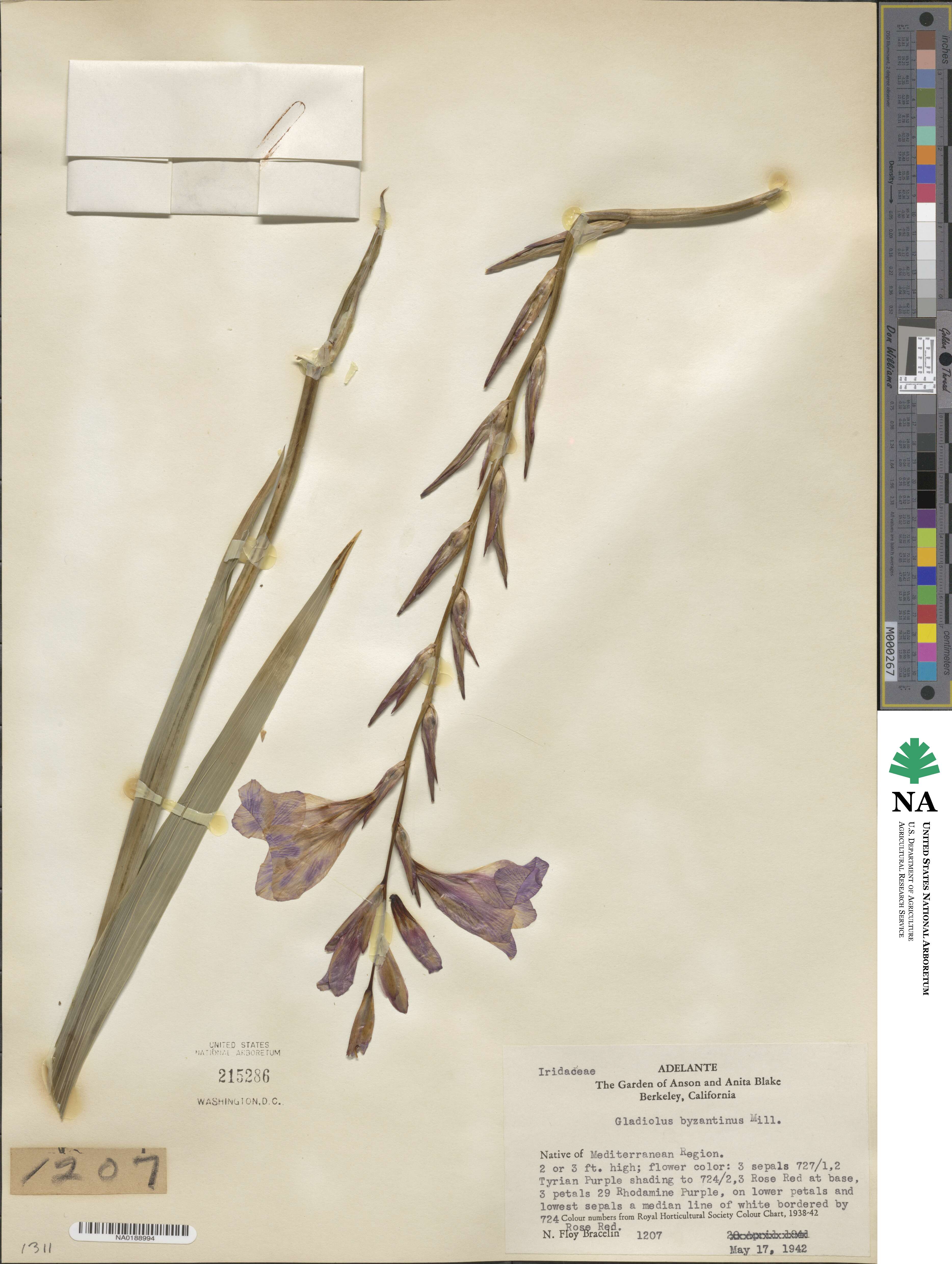 Gladiolus byzantinus image