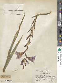 Gladiolus byzantinus image