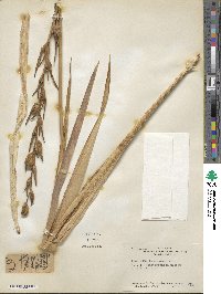 Gladiolus byzantinus image