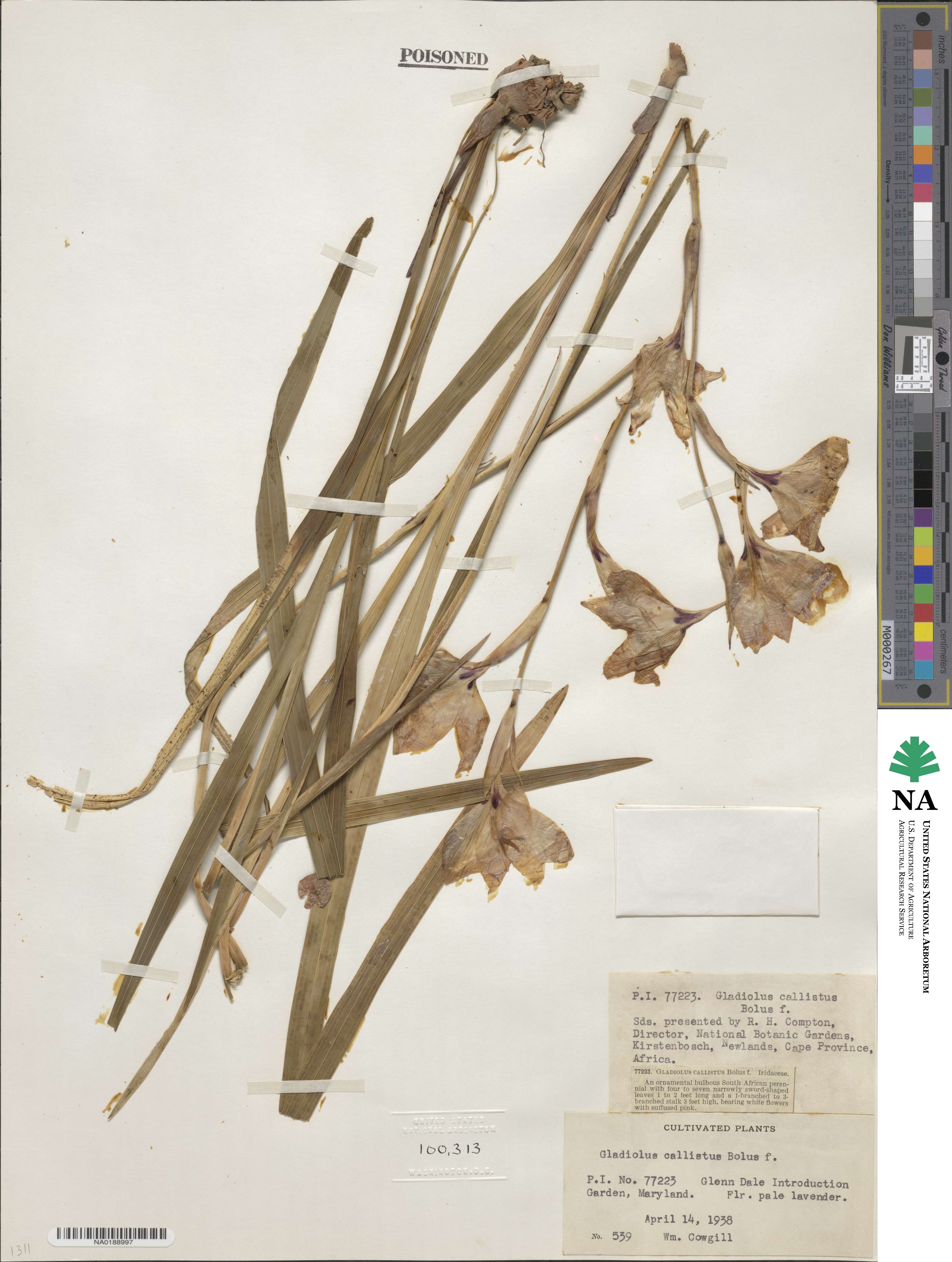 Gladiolus carneus image