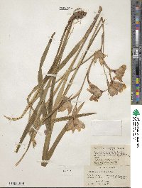 Gladiolus carneus image