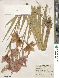 Image of Gladiolus colvillei