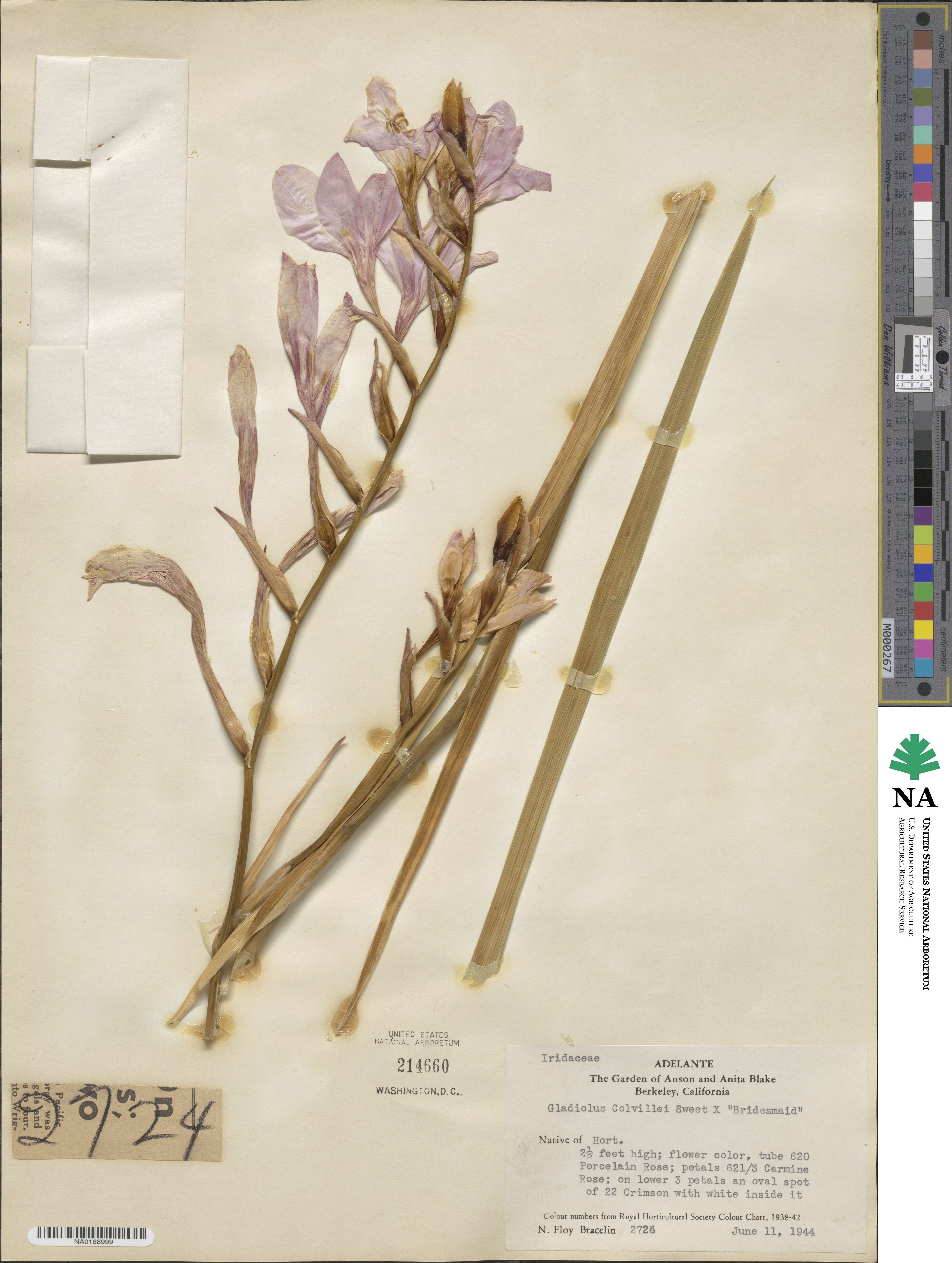 Gladiolus colvillei image