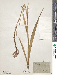 Gladiolus communis image