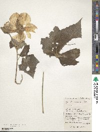 Hibiscus mutabilis image