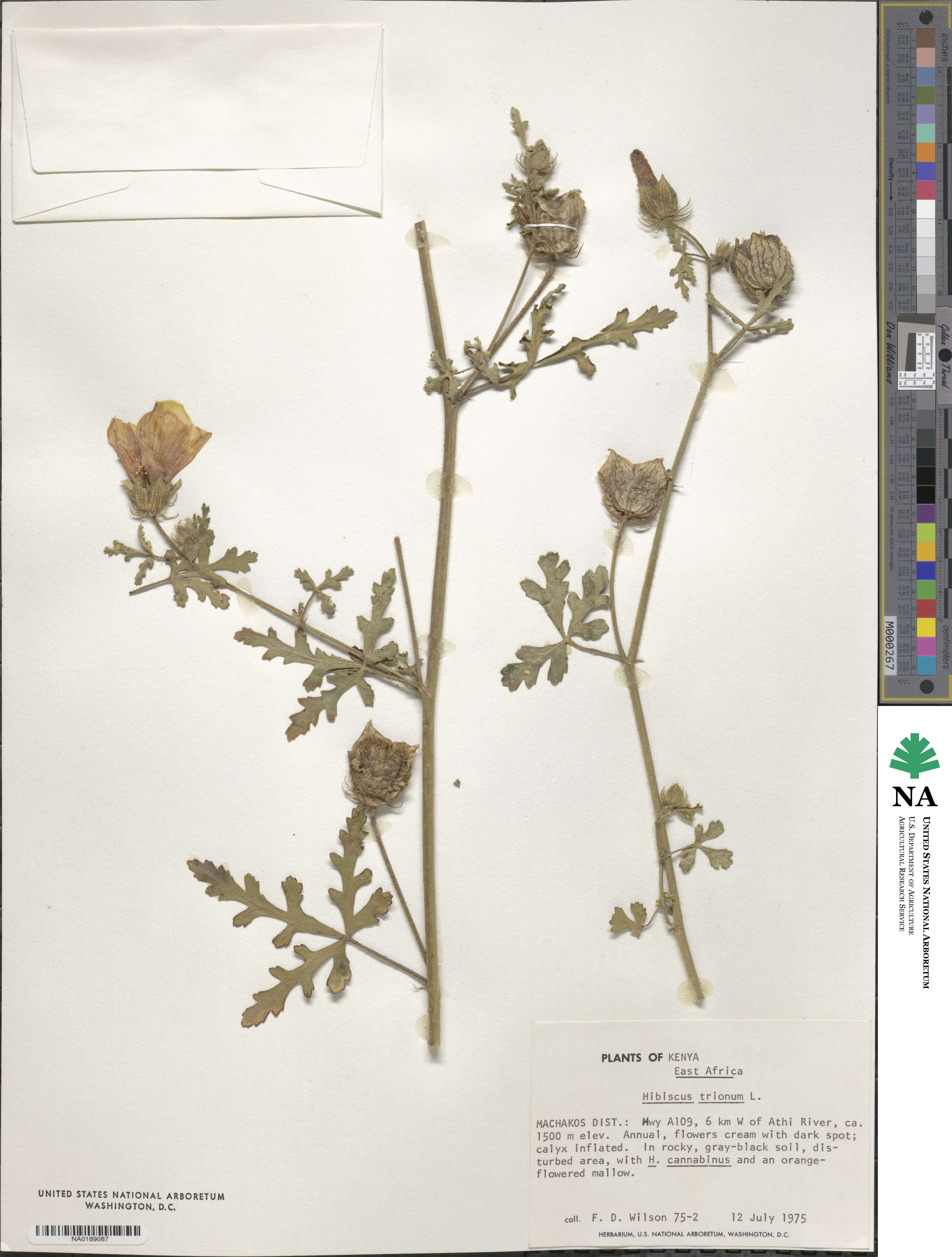 Hibiscus trionum image