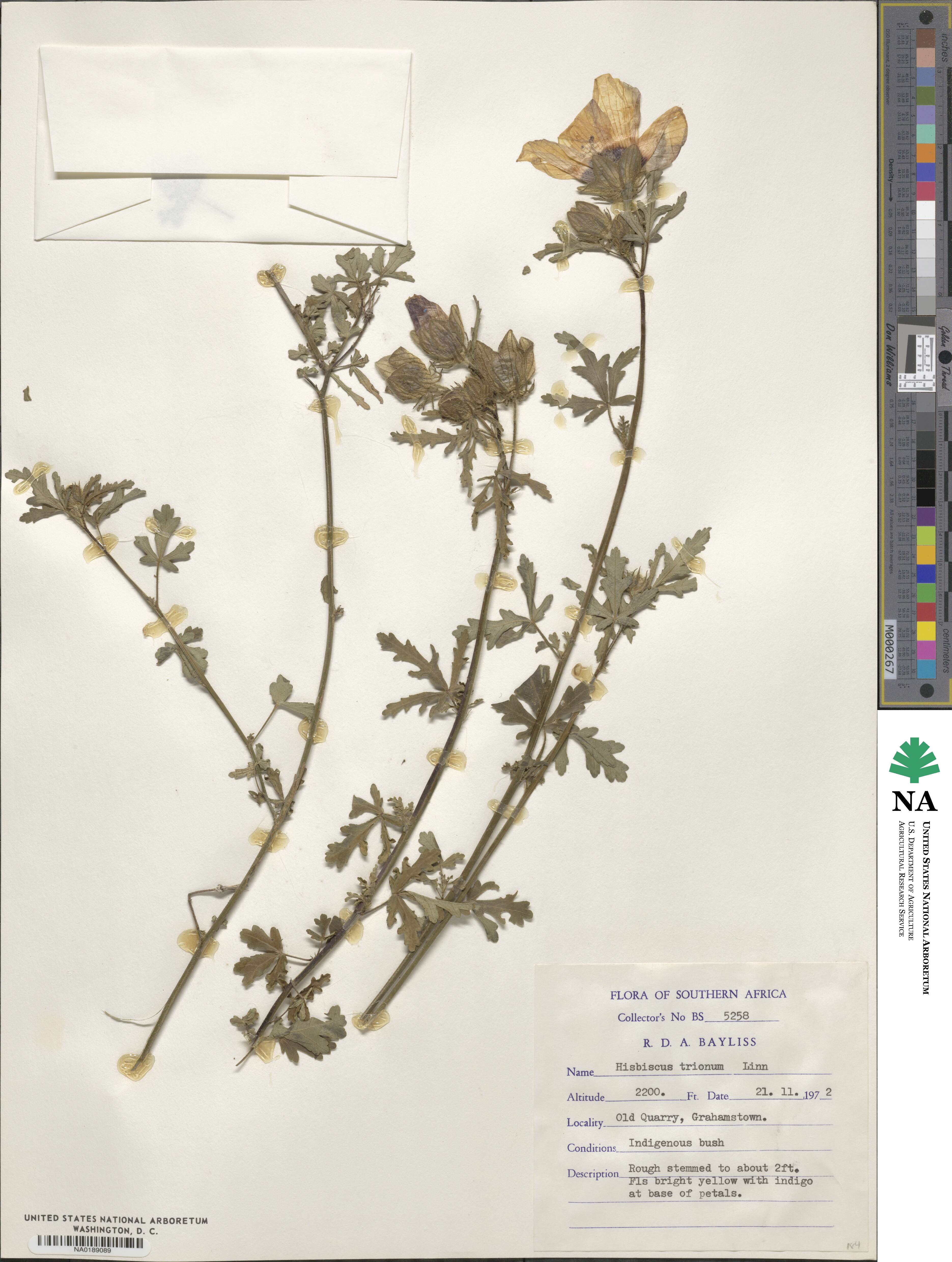 Hibiscus trionum image