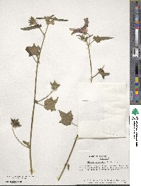 Hibiscus physaloides image