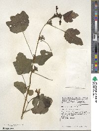 Hibiscus sabdariffa image