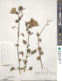 Hibiscus dongolensis image