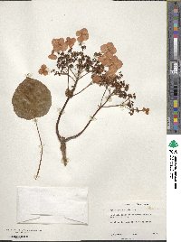 Hydrangea anomala image