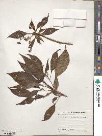 Hydrangea anomala image