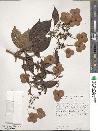 Hydrangea anomala image