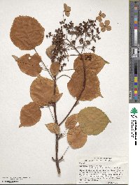 Hydrangea anomala subsp. petiolaris image