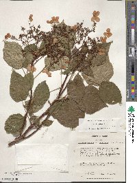 Hydrangea anomala subsp. petiolaris image