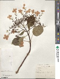 Hydrangea anomala subsp. petiolaris image