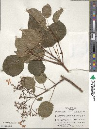 Hydrangea anomala subsp. petiolaris image