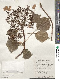 Hydrangea anomala subsp. petiolaris image