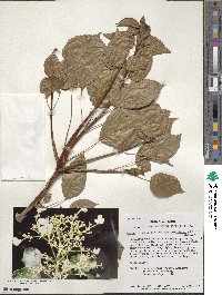 Hydrangea anomala image