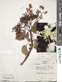 Hydrangea anomala subsp. petiolaris image