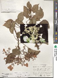 Hydrangea anomala subsp. petiolaris image