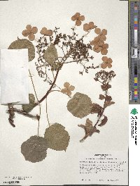 Hydrangea anomala subsp. petiolaris image