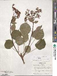 Hydrangea anomala image