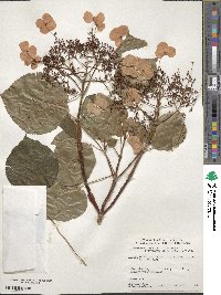 Hydrangea anomala image