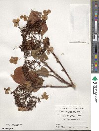 Hydrangea anomala subsp. petiolaris image