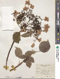 Hydrangea anomala image